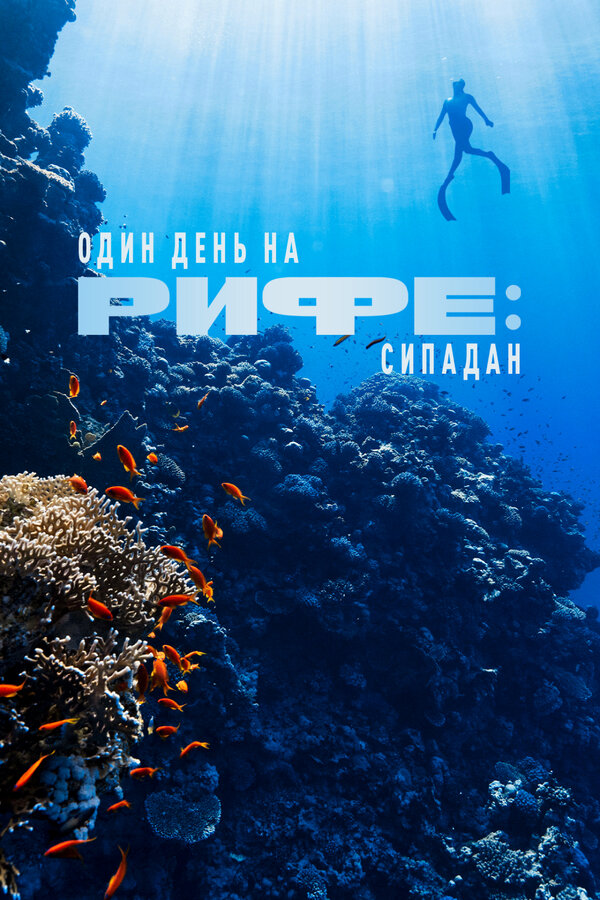 Один день на рифе: Сипадан
